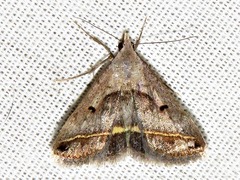 Acantholipes trimeni