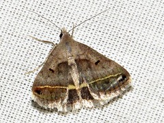 Acantholipes trimeni