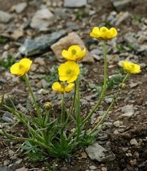 Ranunculus pedatifidus