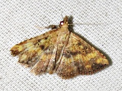 Cerynea thermesialis