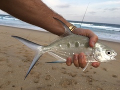Trachinotus botla
