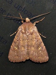 Caradrina tenebrata