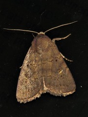 Caradrina tenebrata