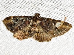 Melanthia ustiplaga