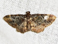 Melanthia ustiplaga