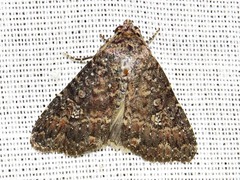 Condica capensis