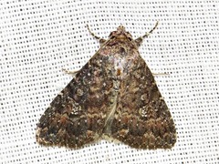 Condica capensis