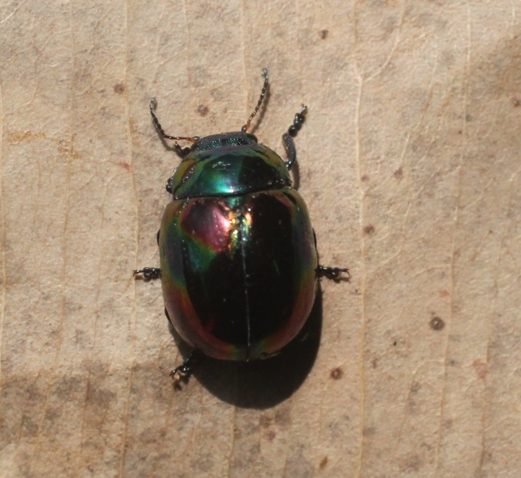 Callidemum tibialis from Kununurra WA 6743, Australia on January 26 ...