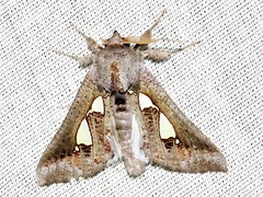 Antiophlebia bracteata