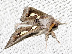 Antiophlebia bracteata