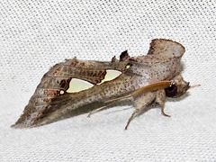 Antiophlebia bracteata