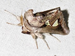 Antiophlebia bracteata