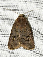 Caradrina tenebrata