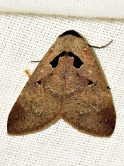 Anoba atriplaga