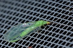 Pseudomallada flavifrons