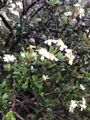 Olearia persoonioides