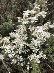Olearia obcordata