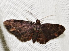 Horisme pallidimacula