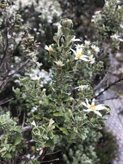 Olearia obcordata