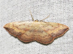Scopula caesaria