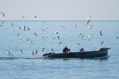 Chroicocephalus ridibundus