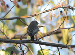 Phoenicurus ochruros gibraltariensis