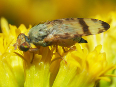 Sphenella marginata