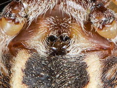 Larinioides suspicax