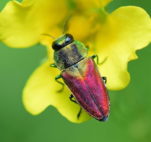 Anthaxia passerinii