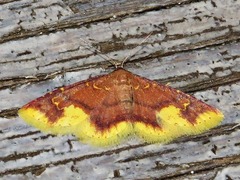 Syngatha latiflavaria