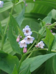 Mertensia paniculata borealis