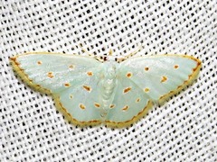 Comostolopsis stillata stillata