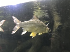 Hypsibarbus wetmorei