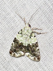 Blenina squamifera