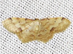 Idaea squamulata
