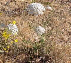 Daucus carota hispanicus