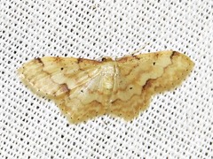 Idaea squamulata