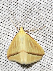 Rhodometra sacraria