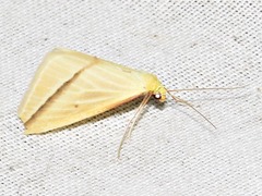 Rhodometra sacraria