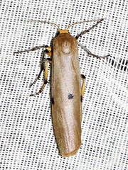 Cragia distigmata