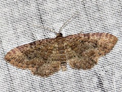 Horisme obscurata obscurata