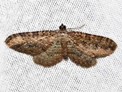 Horisme obscurata obscurata