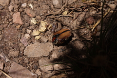 Trichostetha signata