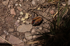 Trichostetha signata