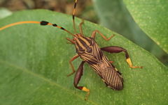 Spathophora biclavata