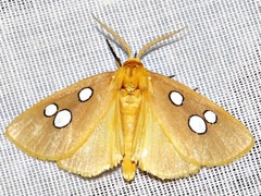 Rhanidophora cinctigutta