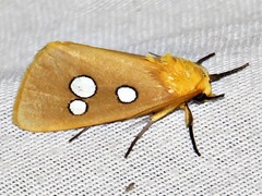 Rhanidophora cinctigutta