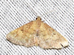 Cerynea thermesialis