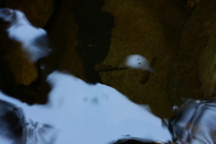 Heleophryne purcelli