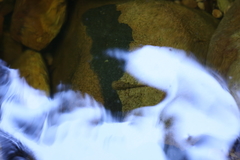 Heleophryne purcelli